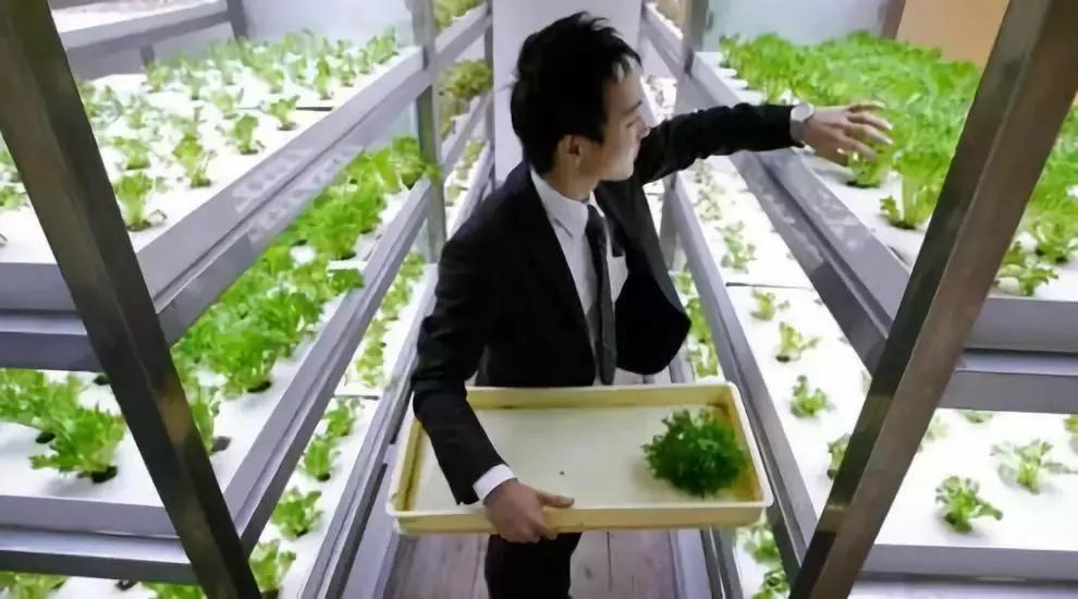 办公室里也能开挖掘机,办公室可以种葡萄