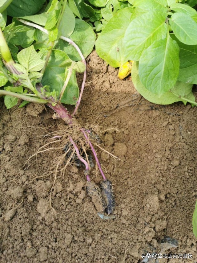 紫土豆怎么种,紫土豆的种类及功效