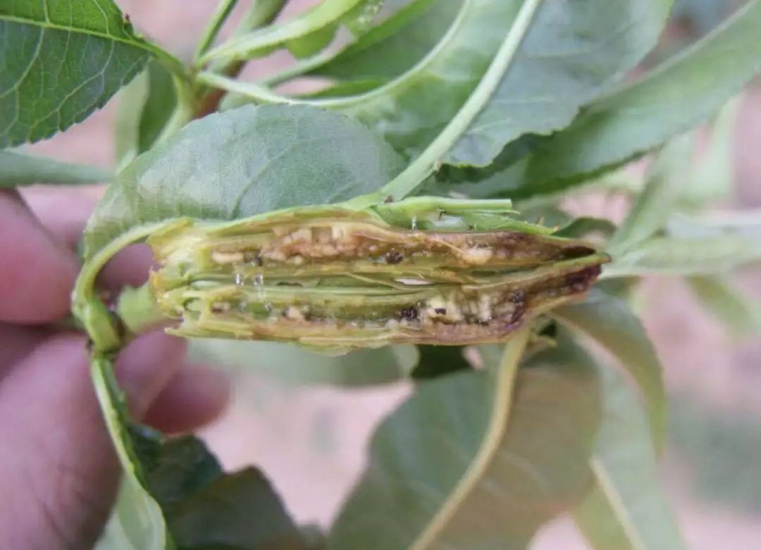 防治梨小食心虫关键节点是几月份,梨小食心虫介绍及防治
