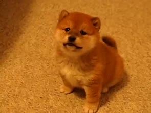 可爱呆萌的小奶狗视频,可爱可奶呆萌的小奶狗