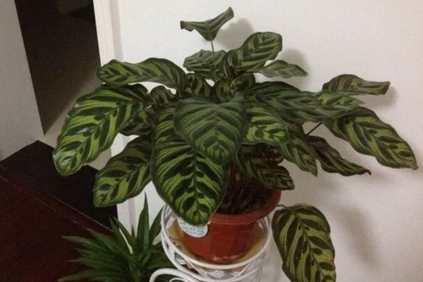 南方孔雀竹芋冬天怎么养,孔雀竹芋可以过冬吗怎么养