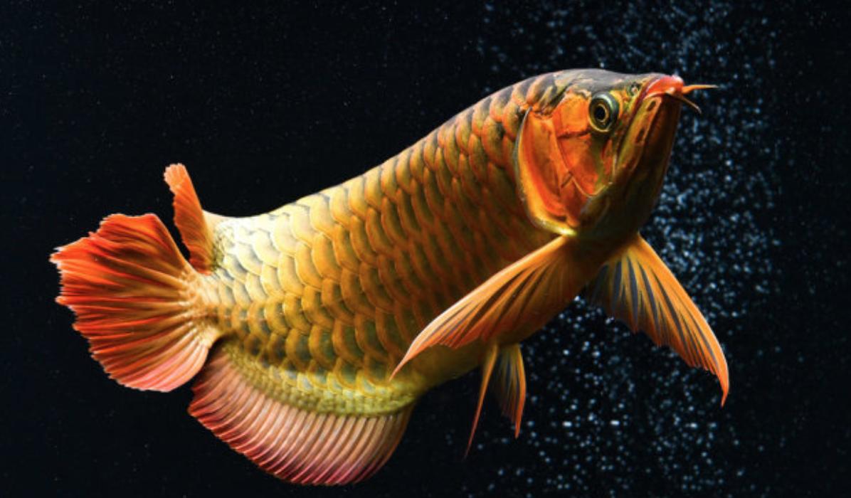 怎么饲养金龙鱼,金龙鱼的正确饲养方法