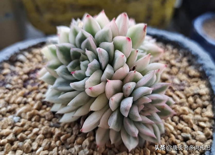 花盆里的小黑飞根除绝招,花盆小黑飞怎么消灭最彻底