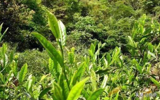 大家说说岩茶中的那些茶梗到底有何用？