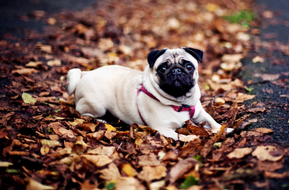 巴哥犬掉毛厉害怎么解决,巴哥犬不吃东西什么原因