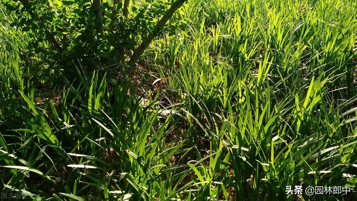 麦冬草坪除杂草,麦冬草怎样消灭