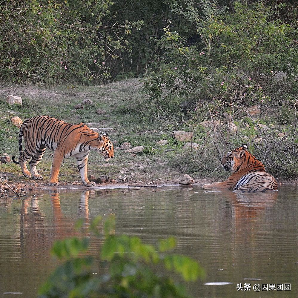 虎王拉贾孩子,虎王拉贾儿子怎么死的