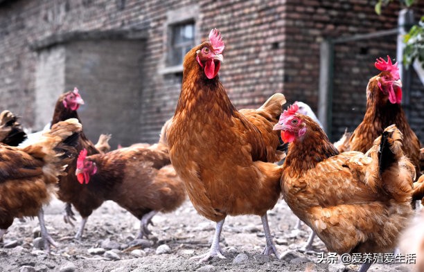 鸡嗉囊胀好大里面都是谷子怎么办,鸡胀嗉子发硬很严重怎么治疗