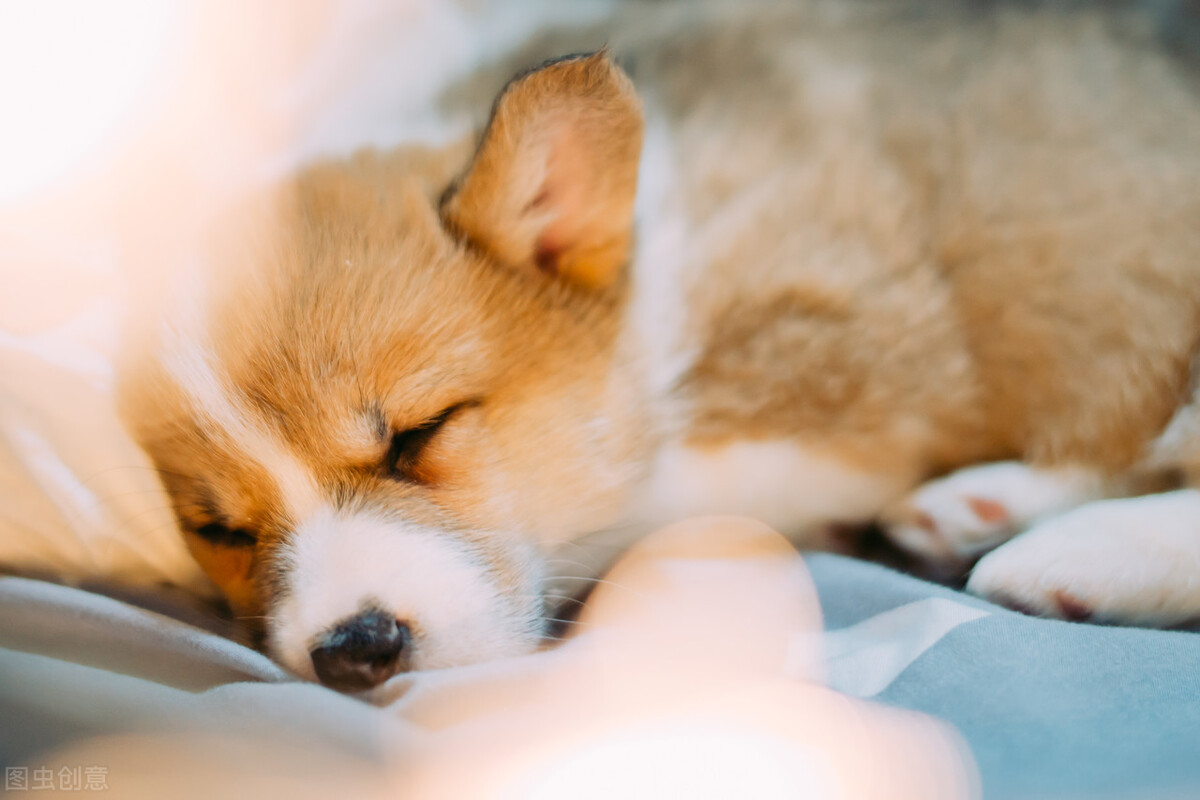 狗狗打呼噜是肾虚吗,狗狗生病了睡觉打呼噜怎么办