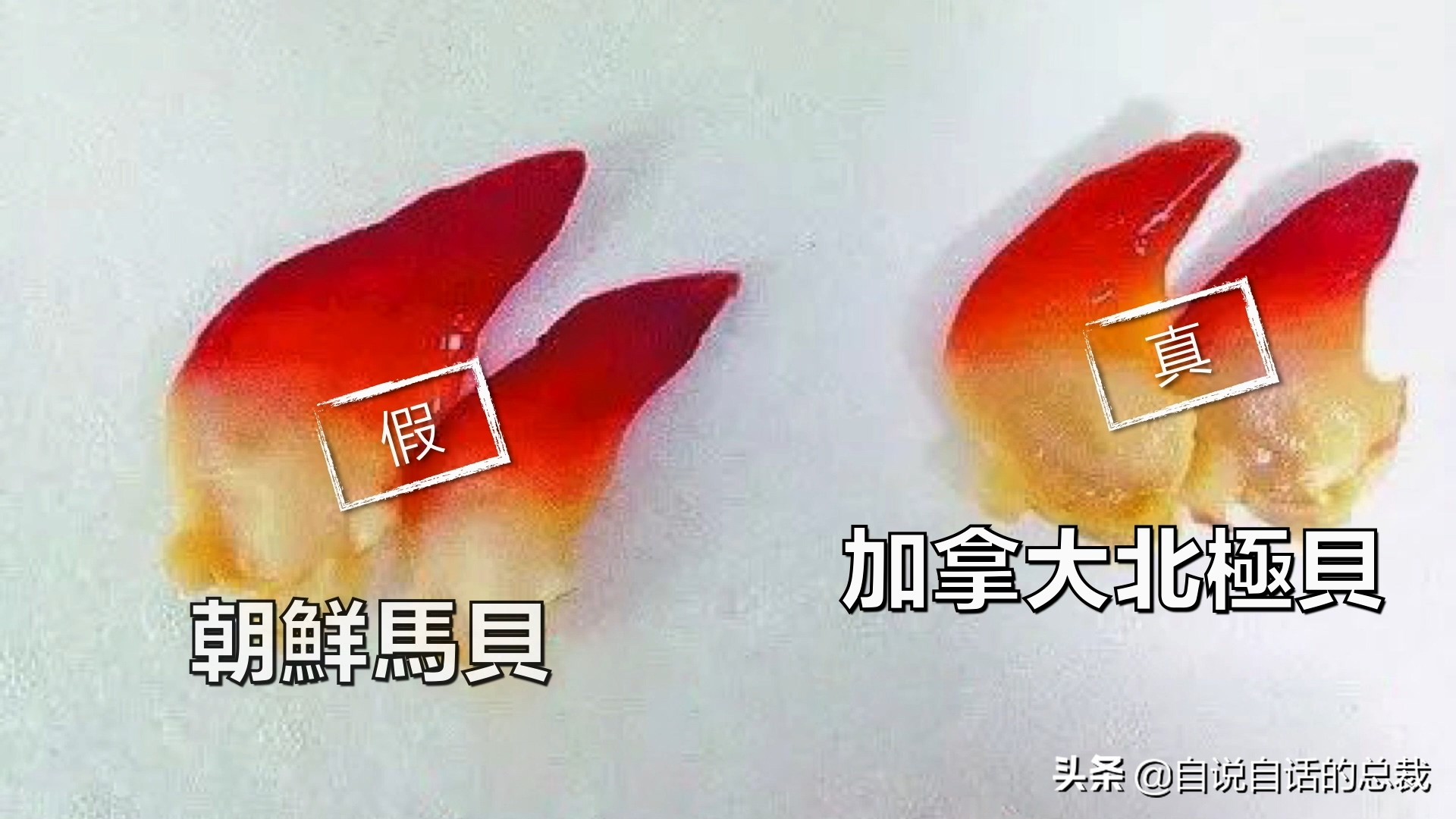 蚬蚌蛏的区别是什么,蚶子蛤蜊蚬子区别