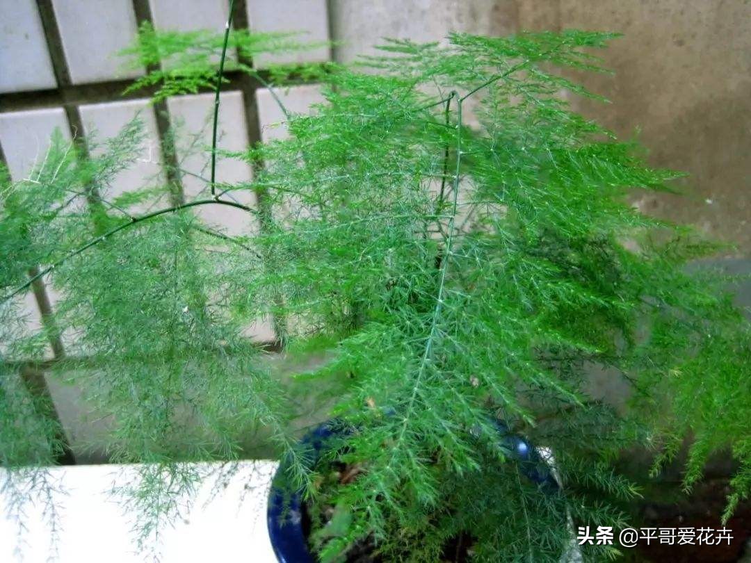 教师节给老师送什么花,教师节快要到了送给老师什么花了