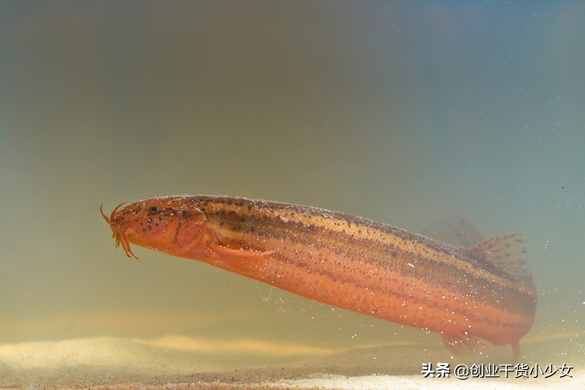 泥鳅养殖现在做什么最赚钱,网箱养殖泥鳅一亩利润