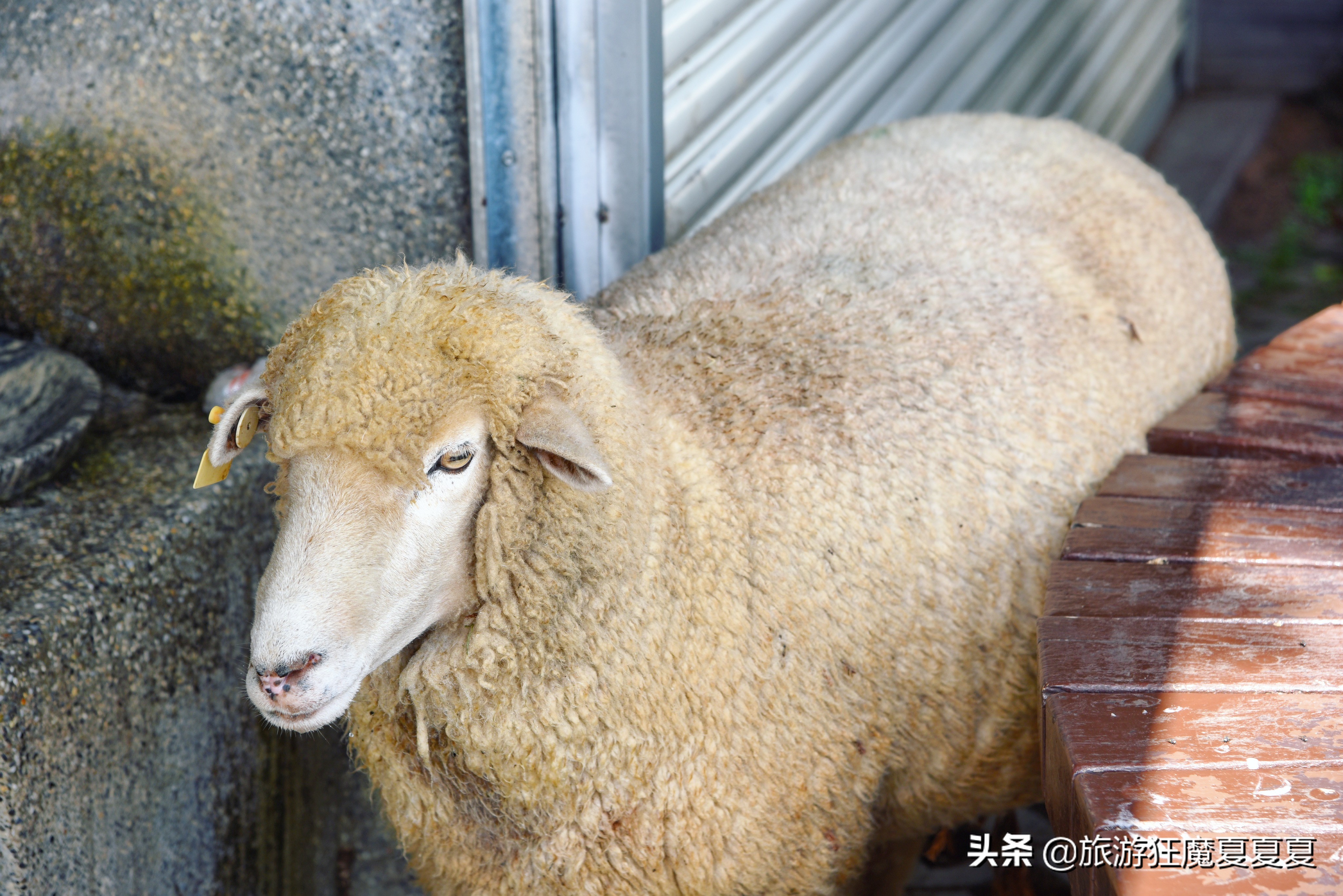 台湾适合亲子游的景点推荐,台湾清境农场游后感