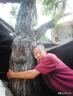 香椿木有什么作用和功效,香椿木有什么功能