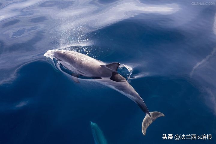 猫咪一直张嘴哈气会是卡住了吗,猫咪会打安哥拉兔吗