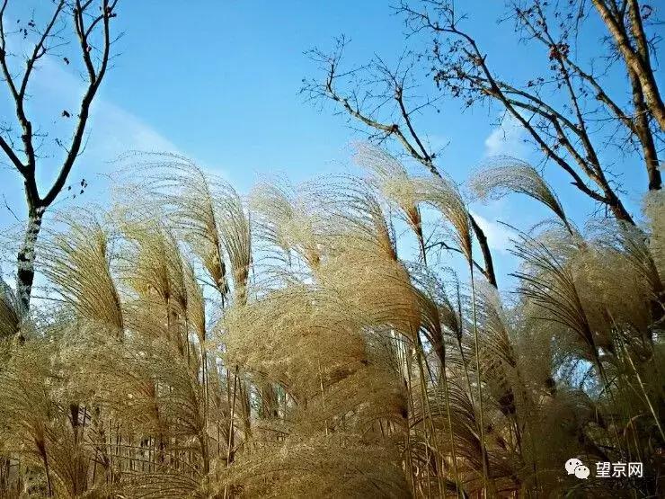 望京悠乐汇改造,北京望京悠乐汇章鱼楼