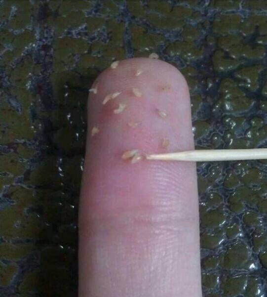 健康真探社,健康侦探社是骗人的吗