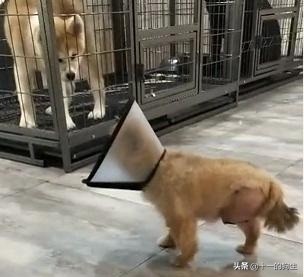 被好心人捡到，伤口复发医生不得不截肢保命，主人却上门索要赔偿