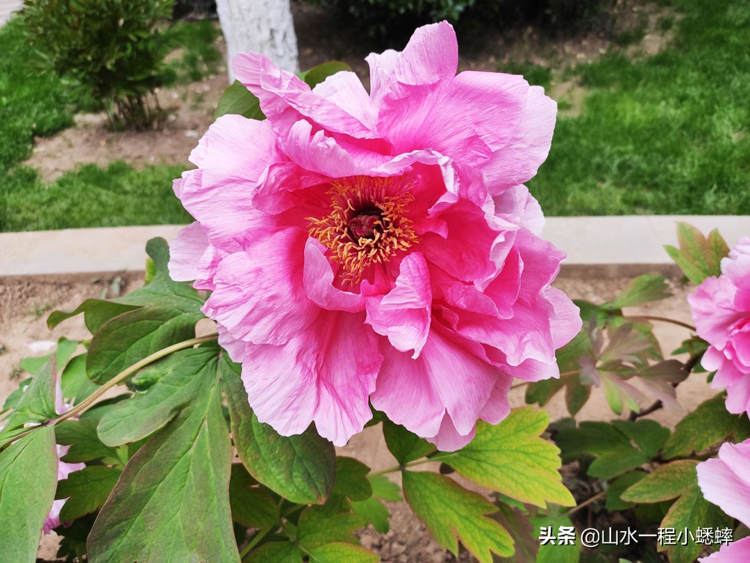 长安公园不愧是石家庄公园老大，牡丹花开真国色,游人如织来长安