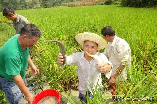 稻田养鱼为什么这么火,为什么现在不提倡稻田养鱼