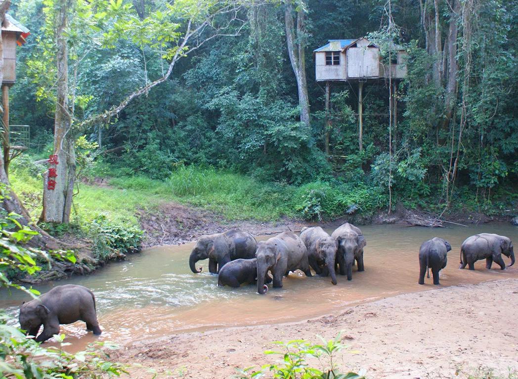 山河忽已秋，最后来西双版纳过个夏