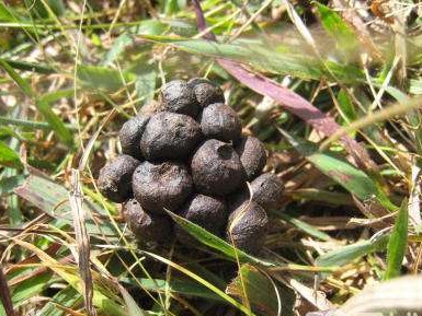 鸡粪牛粪羊粪还有马粪哪个养花好,马粪牛粪鸡粪羊粪各属于哪种肥料