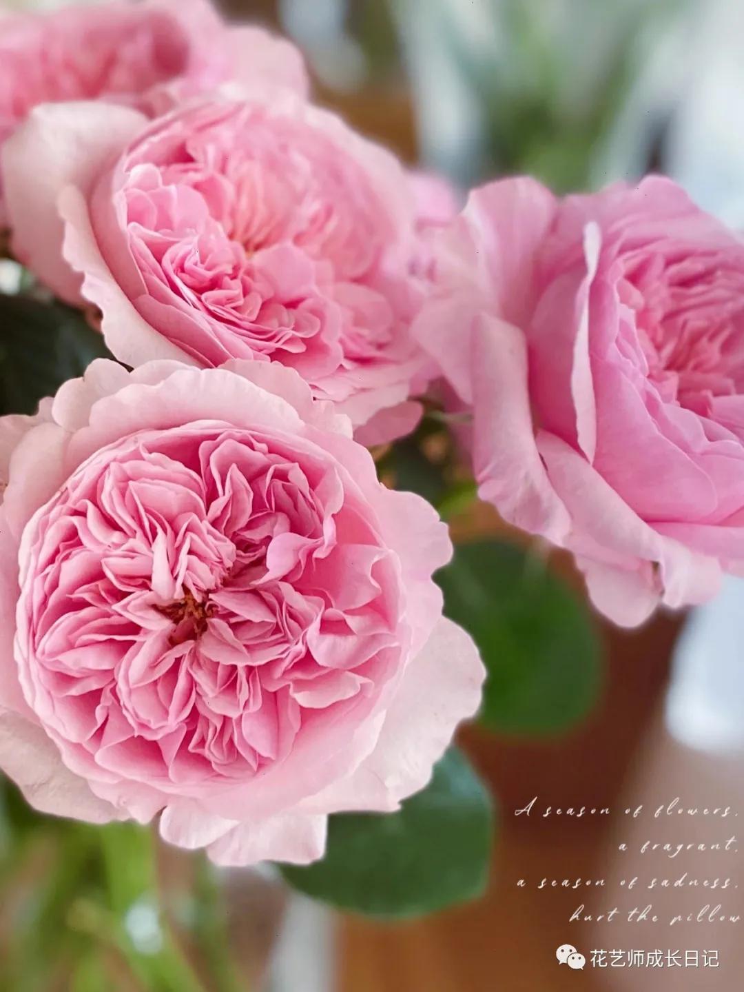 五号香水玫瑰花,100朵粉色玫瑰