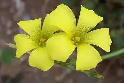 1到100朵红玫瑰花的寓意和花语,助人为乐善良可爱是哪种花的花语