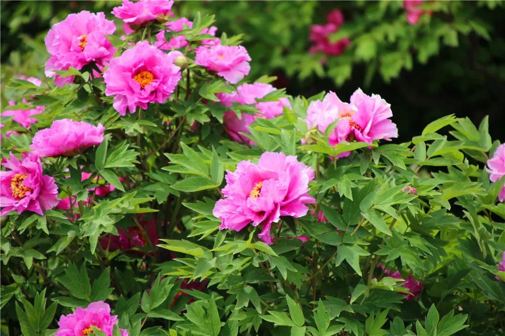 几种吉祥富贵的植物,最适合家里养的十大开花植物