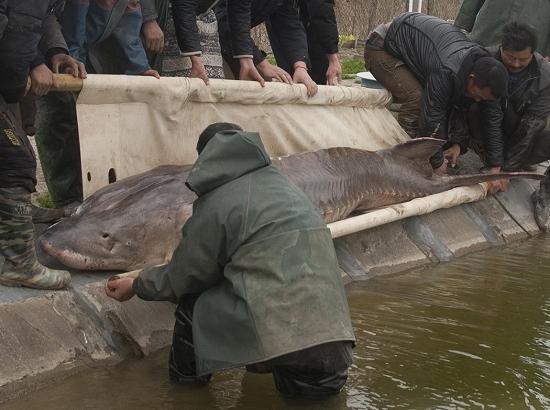 中华鲟最大可以长多少米,三峡最大中华鲟