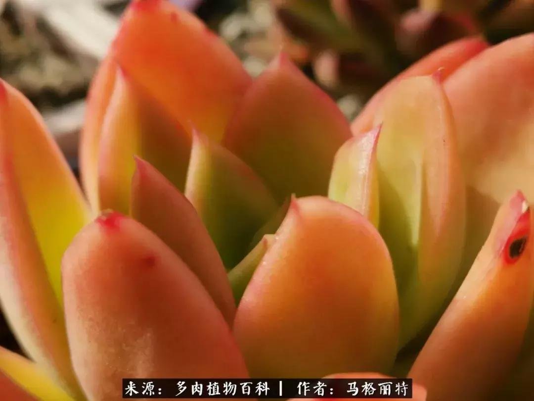 北方阳台多肉怎么过冬,北方阳台多肉