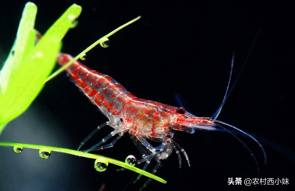 观赏虾品种排行榜前十名,观赏虾哪个品种好养又便宜