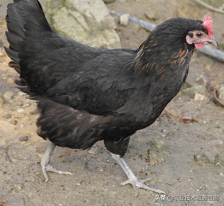 东乡绿壳蛋鸡养殖前景,中国绿壳蛋鸡养殖基地