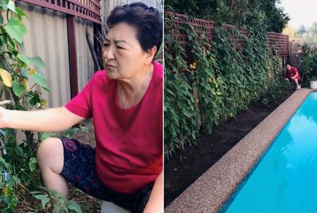 中国大妈来澳洲探亲,把女婿的花园改成了菜地,女婿看完表情亮了