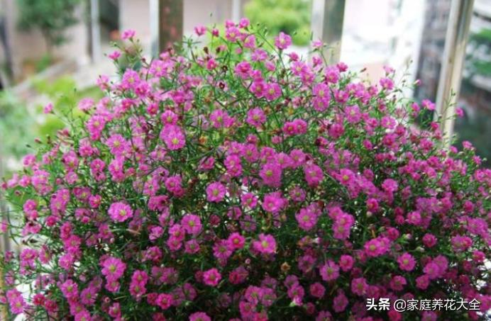 满天星开,满天星发芽到爆盆