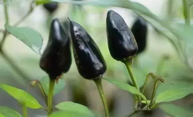 全世界辣椒排行榜前十,世界上十大辣椒排行榜