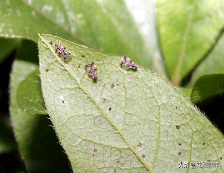 杜鹃花病虫危害大解决措施,杜鹃花有红蜘蛛病虫害图片