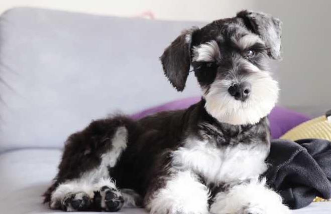 雪纳瑞的各种表现,雪纳瑞要多大才不调皮