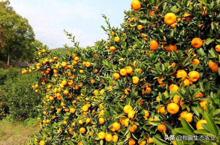 桂林南丰蜜桔滞销,南丰蜜桔从滞销到售罄的转身