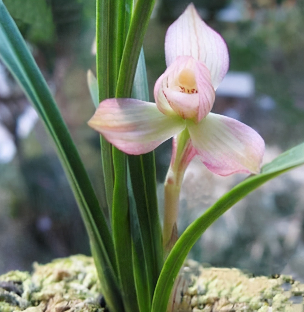 春兰荷瓣艺草名品欣赏,春兰荷瓣名品兰花价格