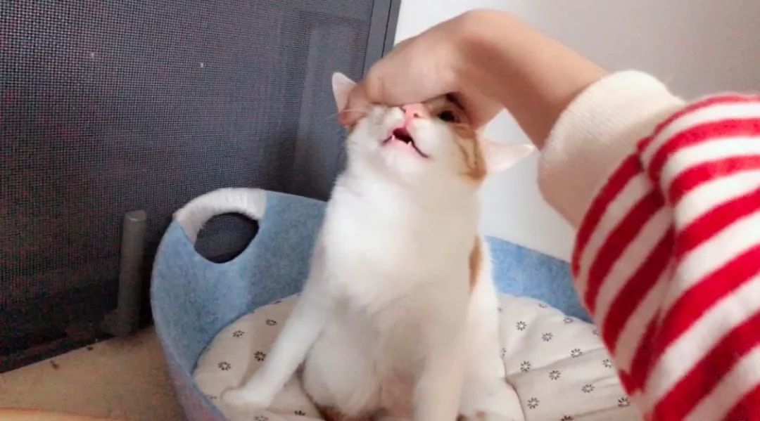 猫窝倒扣闷死猫事件,猫窝导致宠物窒息