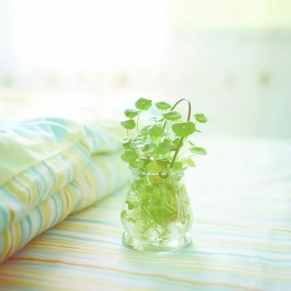 铜钱草爆盆的正确方法,如何让铜钱草快速爆盆