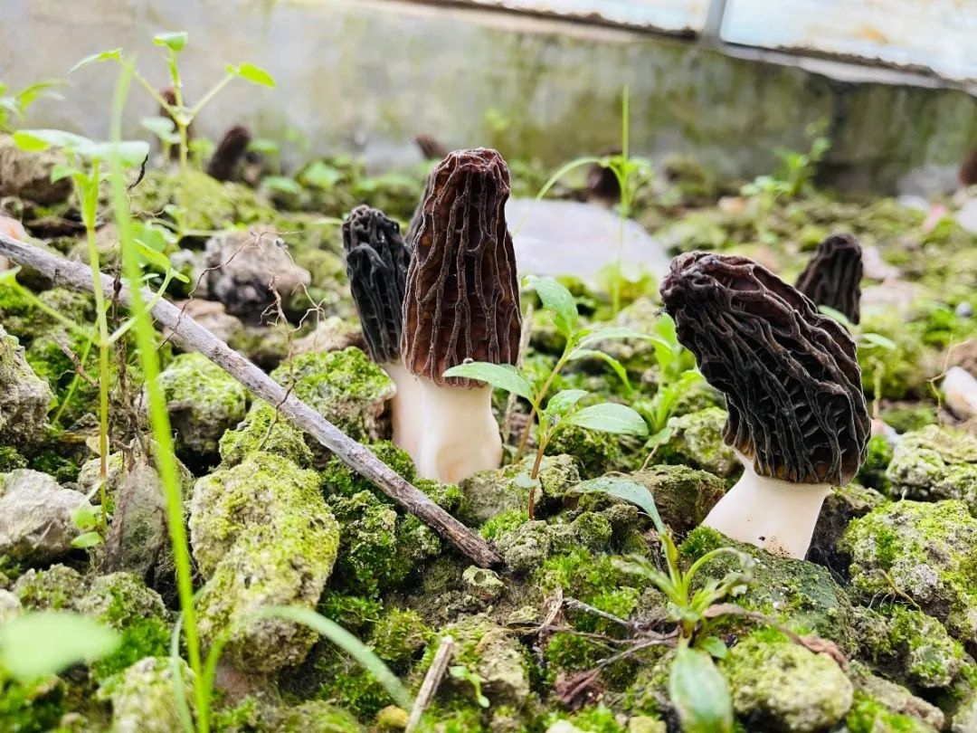 重庆北碚清明节踏青好去处,重庆巴南踏青一日游最佳攻略