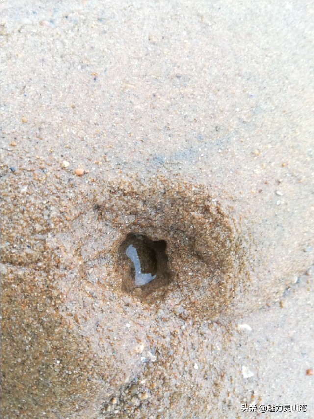 青岛大叔赶海全集,赶海大叔抓海鲜视频