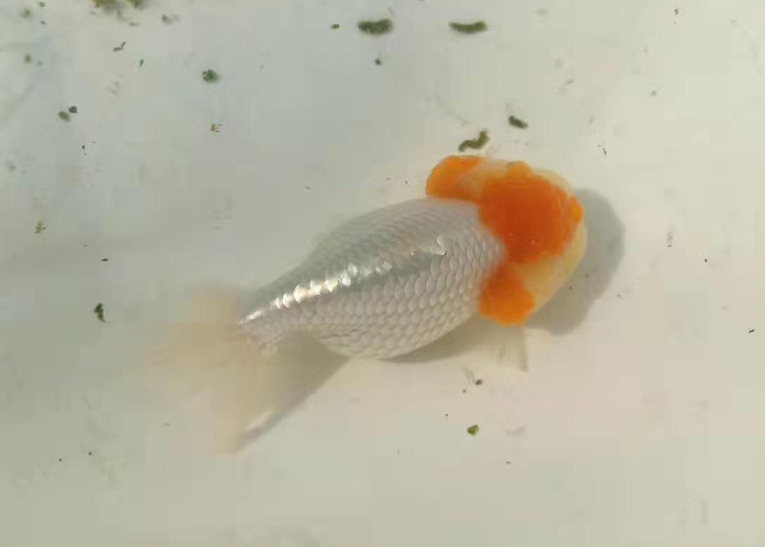 金鱼面临的危机,金鱼夏季怎样预防疾病