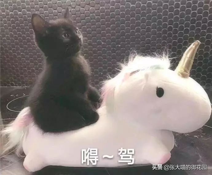 辟谣猫咪的六个谣言,辟谣猫咪并非黑夜都能看得清