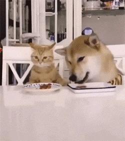 为什么猫咪挑食什么都不吃,为什么有的猫咪什么都吃