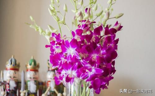 家庭养花开花的方法,家庭养花怎么养才能开花