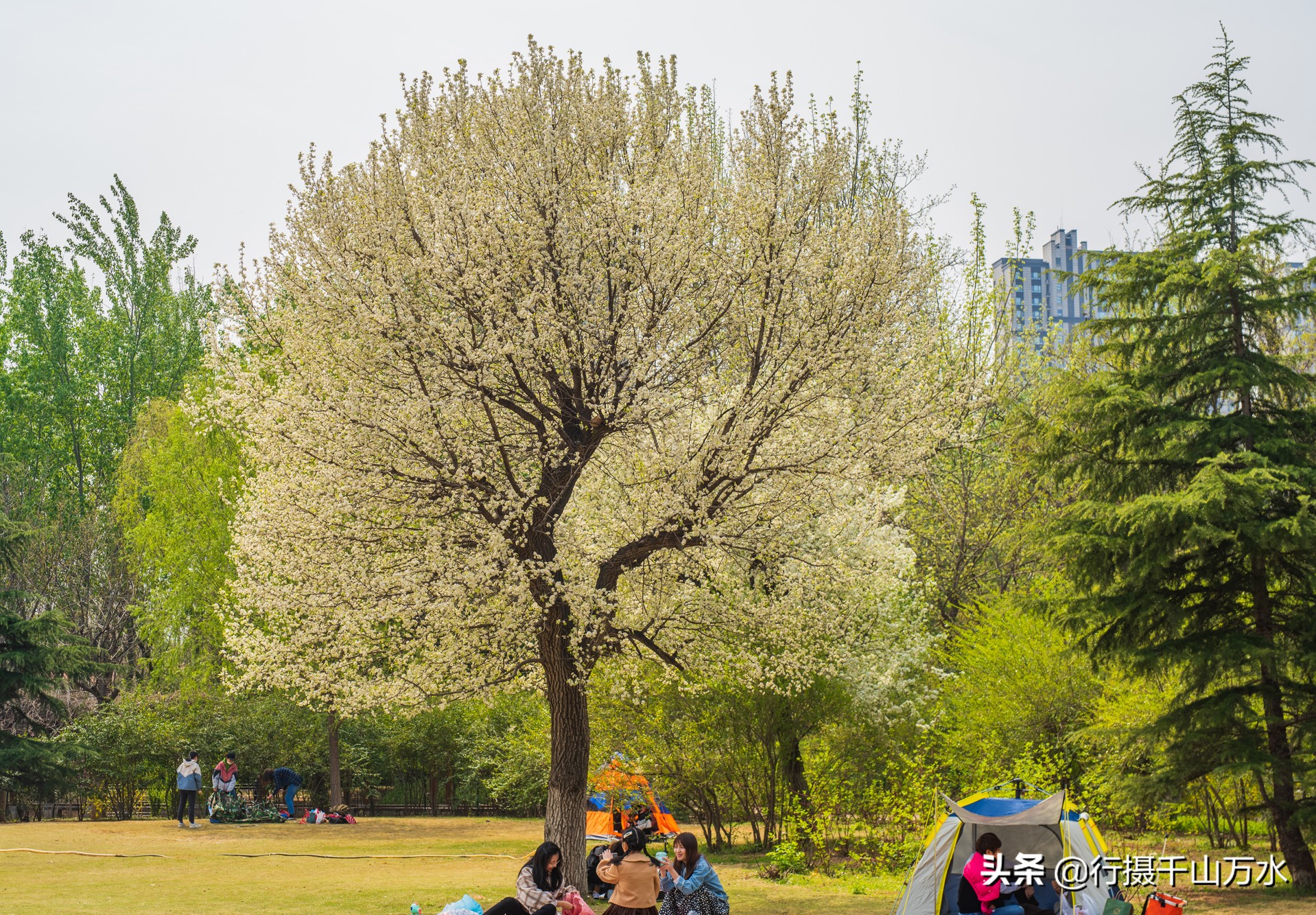 济南森林公园色彩斑斓秋意渐浓,济南今年的森林公园风景如画