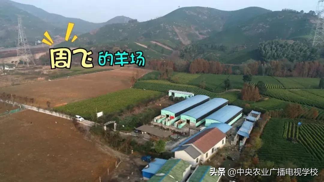 【田间示范秀】连年亏损的羊场，如何在短时间内完成逆袭？